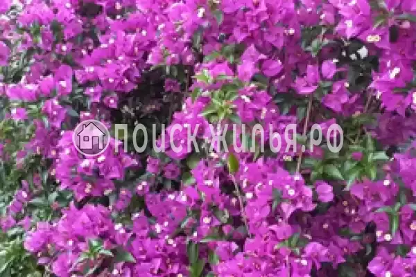 Гостевой дом «У карины», Цандрипш Гостевой дом «У карины», Цандрипш