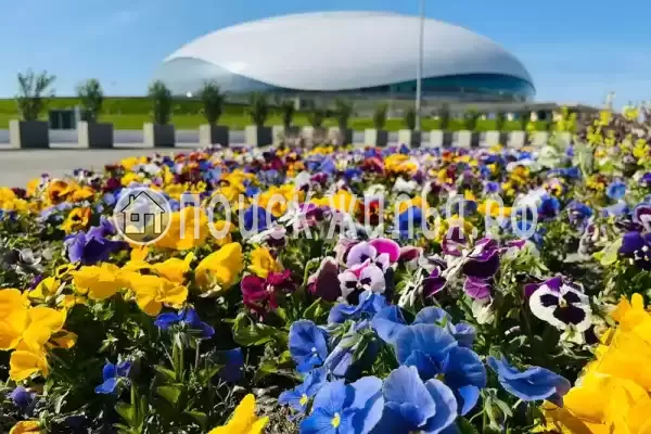 «Цитруs», Адлер