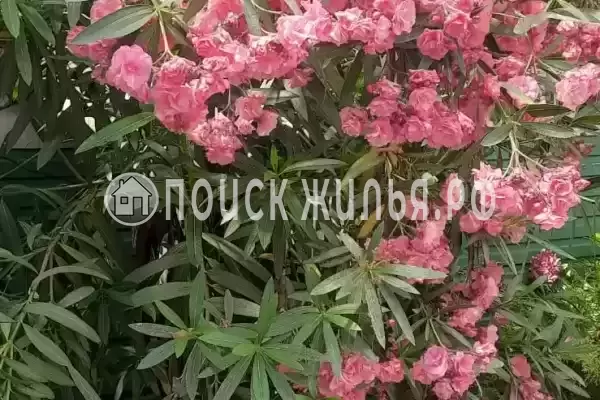 Частный сектор «Вилла Лиза», Адлер