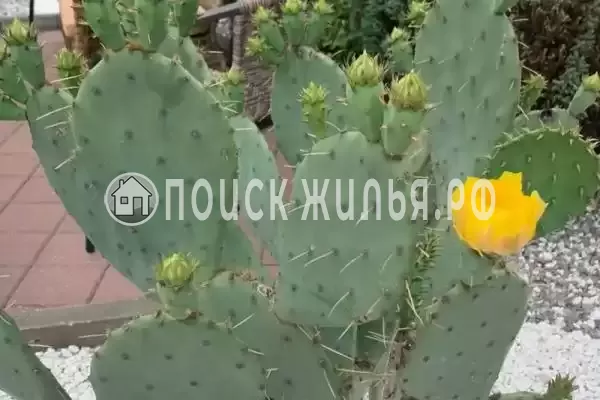 Гостевой дом «Лотос», Сочи Гостевой дом «Лотос», Сочи