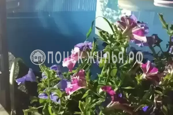 «Лес», Южная Озереевка «Лес», Южная Озереевка