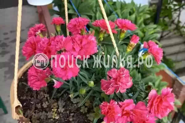 Гостевой дом «Стелла», Гагра