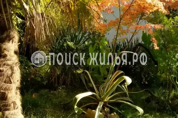 «Зеленый остров», Вардане