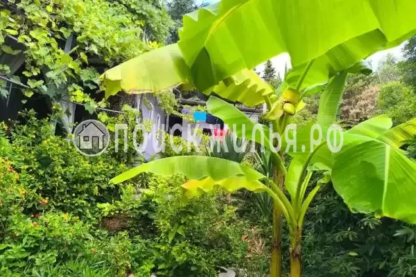 «У кедра», Совет-Квадже «У кедра», Совет-Квадже