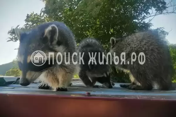 «Акация», Бетта «Акация», Бетта