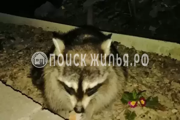 «Акация», Бетта «Акация», Бетта