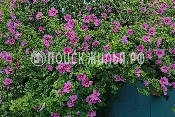 Гостевой дом «Диана», Пицунда Гостевой дом «Диана», Пицунда