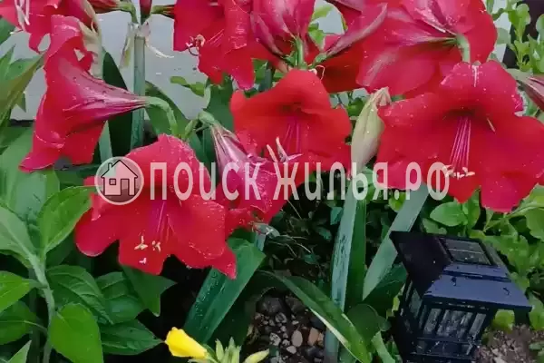 Гостевой дом «Диана», Пицунда Гостевой дом «Диана», Пицунда