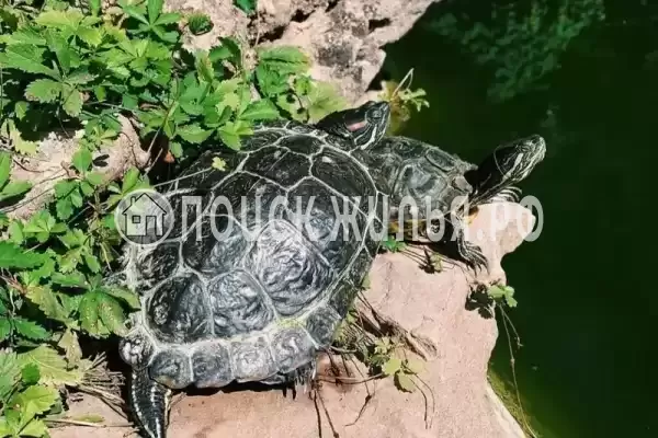 Гостевой дом «Елена», Новофедоровка