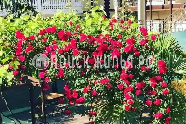 Гостевой дом «Самшит», Адлер