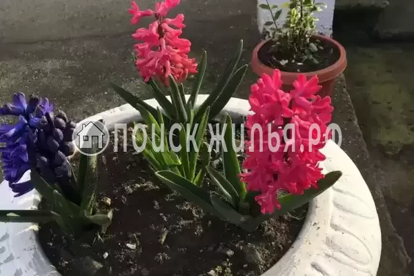 Гостевой дом «У Лизы», Цандрипш