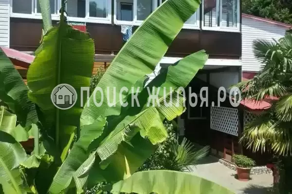 «Вероника», Волконка