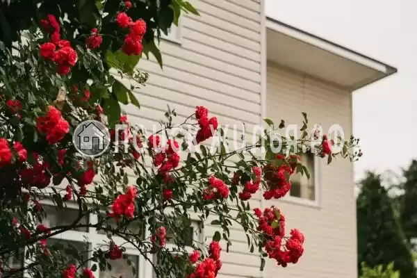 «Лето», Головинка «Лето», Головинка