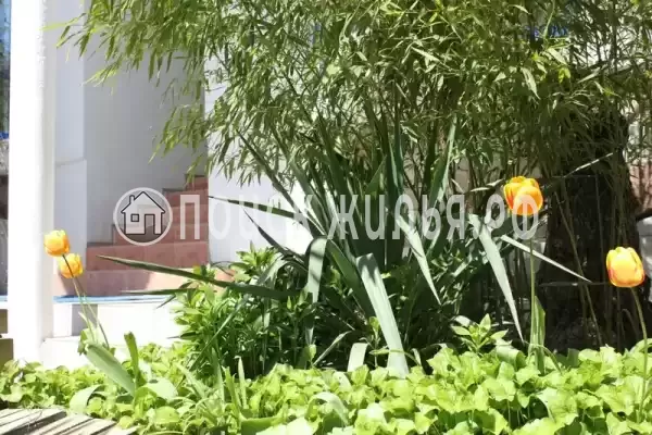 «АнНи», Гаспра