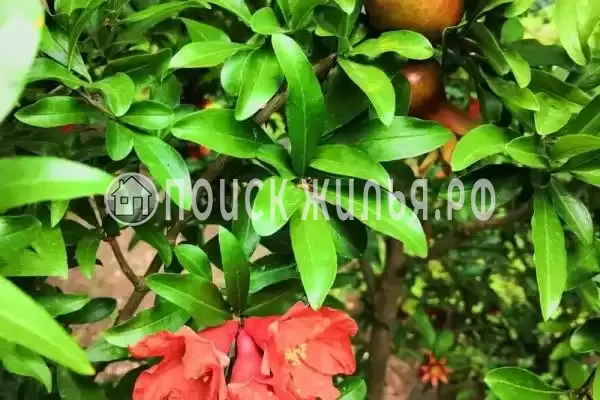 Гостевой дом «Оазис», Береговое