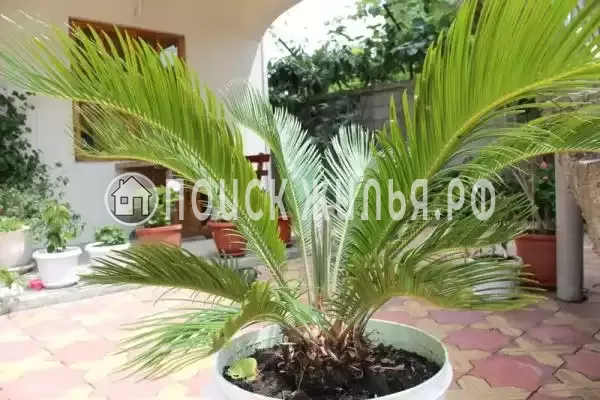 «У Любавы», Вардане «У Любавы», Вардане