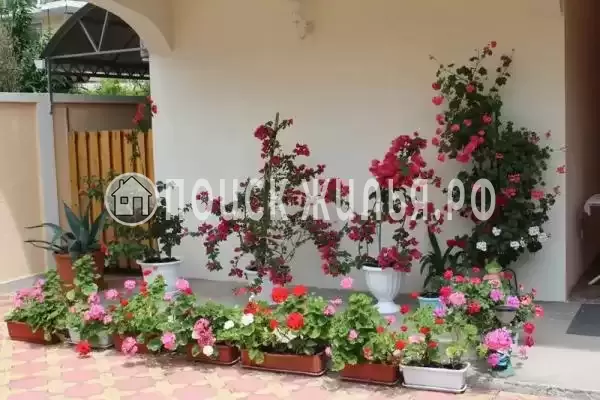 «У Любавы», Вардане «У Любавы», Вардане