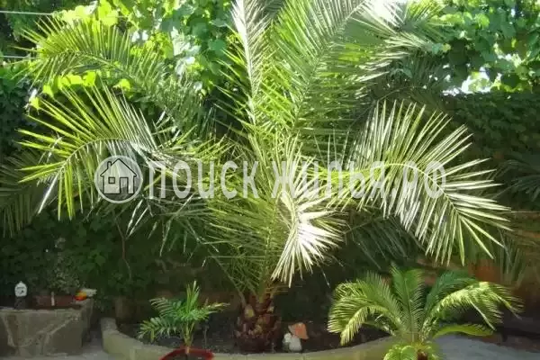 «Семейный очаг», Вардане