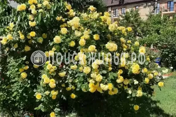 Гостевой дом «Аэлита», Сукко