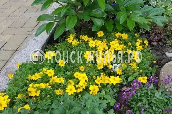 «У Евы», Вардане