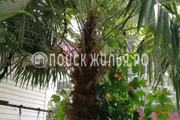 Гостевой дом «Орхидея», Гагра