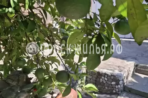 Гостевой дом «Цитрон», Гагра