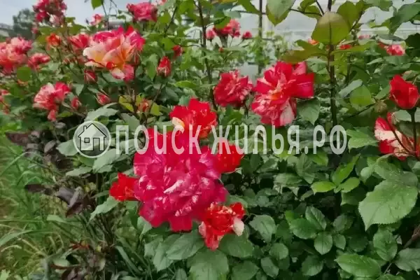 «Селена», Лоо «Селена», Лоо