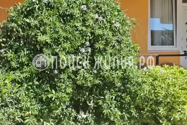 «Джулия», Сириус