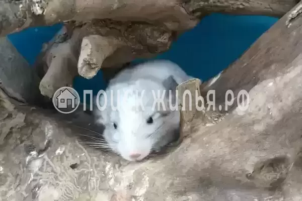 «Иордан», Ольгинка