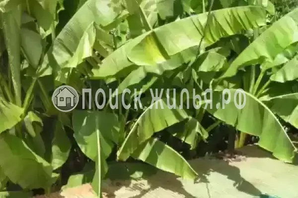 «Лазурит», Головинка «Лазурит», Головинка