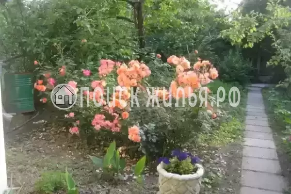 «Есения», Шепси «Есения», Шепси