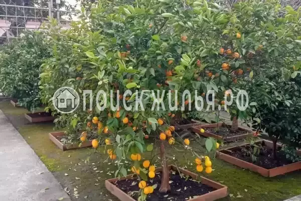 Частный сектор, пр-кт Ардзинба, д.219, Гагра Частный сектор, пр-кт Ардзинба, д.219, Гагра