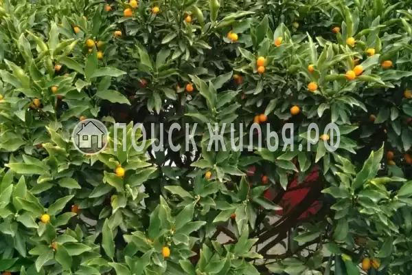 Частный сектор, пр-кт Ардзинба, д.219, Гагра Частный сектор, пр-кт Ардзинба, д.219, Гагра