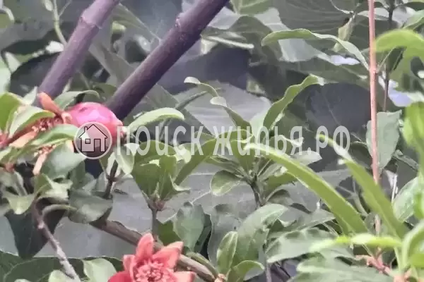 «Константинополь», Новомихайловский