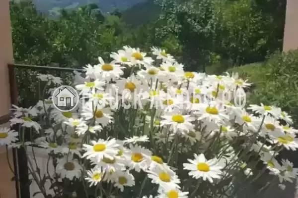 Гостевой дом "Отдых у Жанны", Новый Афон, ул. Гагарина, д. 31