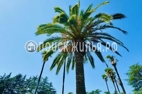 Частный сектор «Kedr», Пицунда