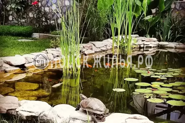 «Солнечный», Агой