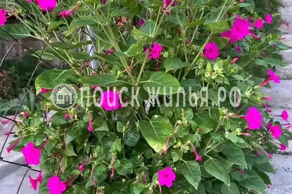 Частный сектор «В гостях у Офелии», Гагра Частный сектор «В гостях у Офелии», Гагра