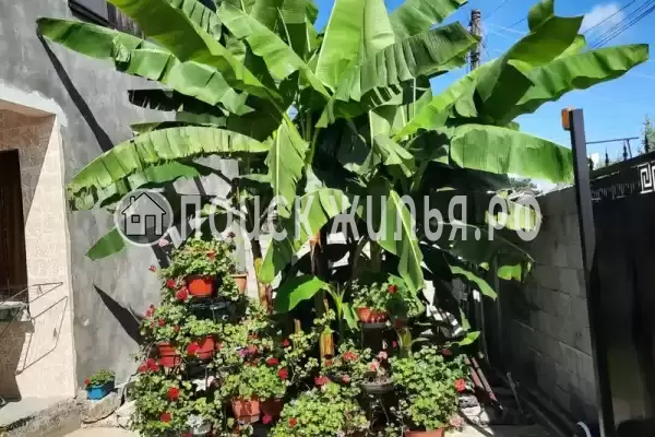 Гостевой дом «Светлана», Сухум Гостевой дом «Светлана», Сухум