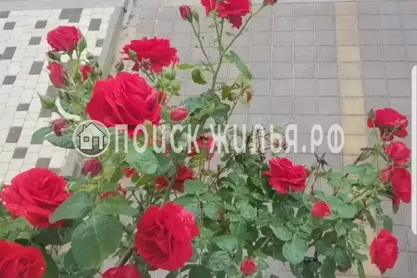 «Весёлый рапан» «Весёлый рапан»