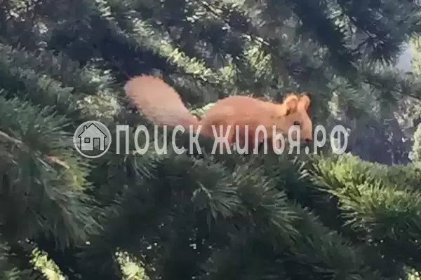 Апартаменты «Alushta Royal» Апартаменты «Alushta Royal»