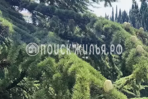 Апартаменты «Alushta Royal» Апартаменты «Alushta Royal»