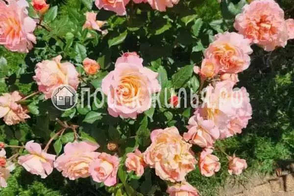 Апартаменты «ZaChill» Апартаменты «ZaChill»