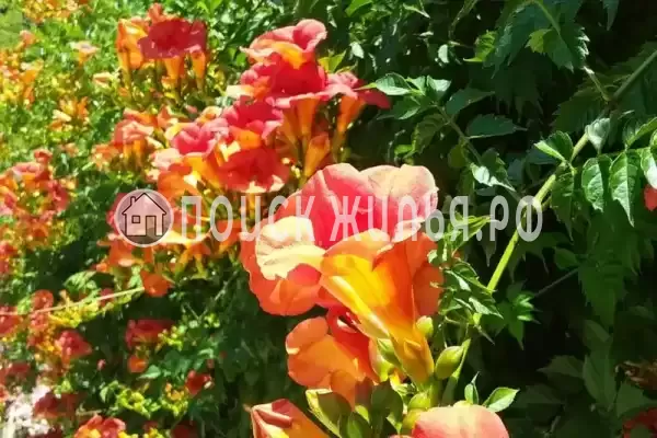 Дом под ключ «Вишня»