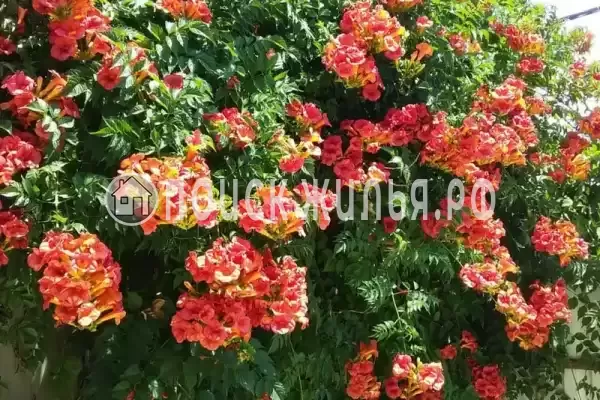 Дом под ключ «Вишня»