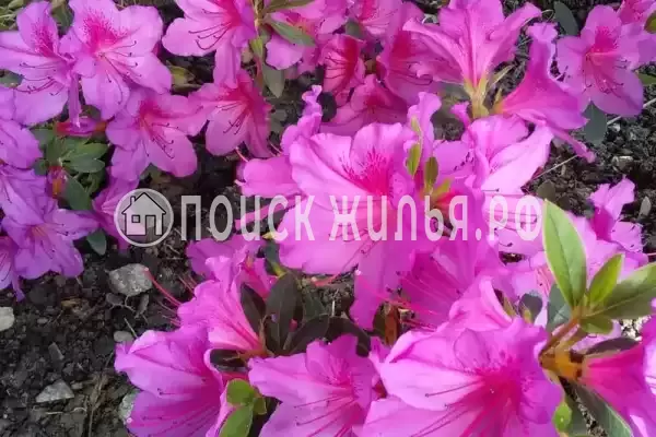 Дом под ключ «Вишня»