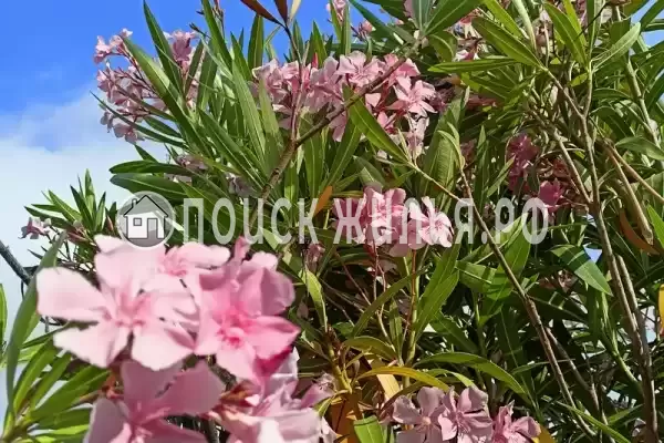 Дом под ключ «Ирис»