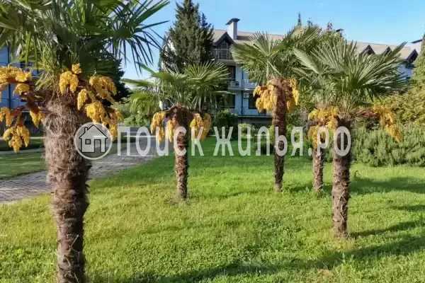 Апартаменты «Агой» Апартаменты «Агой»