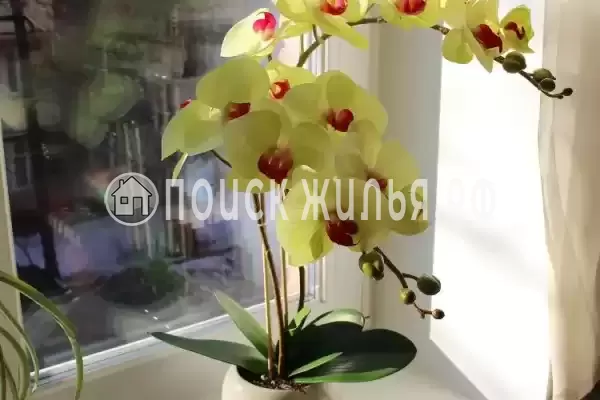 «Солнечная орхидея»