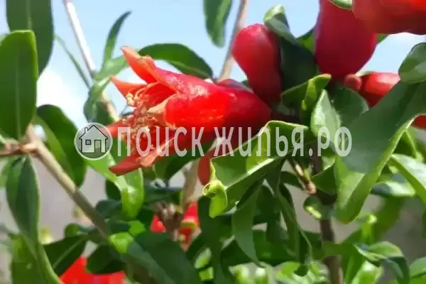 Частный сектор «Домик под ключ У Элени» Частный сектор «Домик под ключ У Элени»